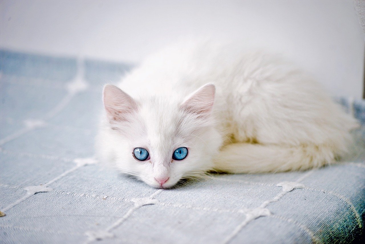Cute white female kitten.